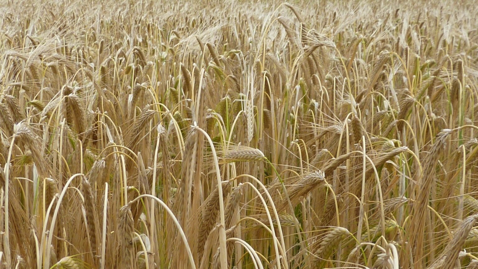 Пашинян опроверг заявление российской разведки о планах отказа от закупок зерна из РФ Зрелое поле пшеницы или ячменя в Армении