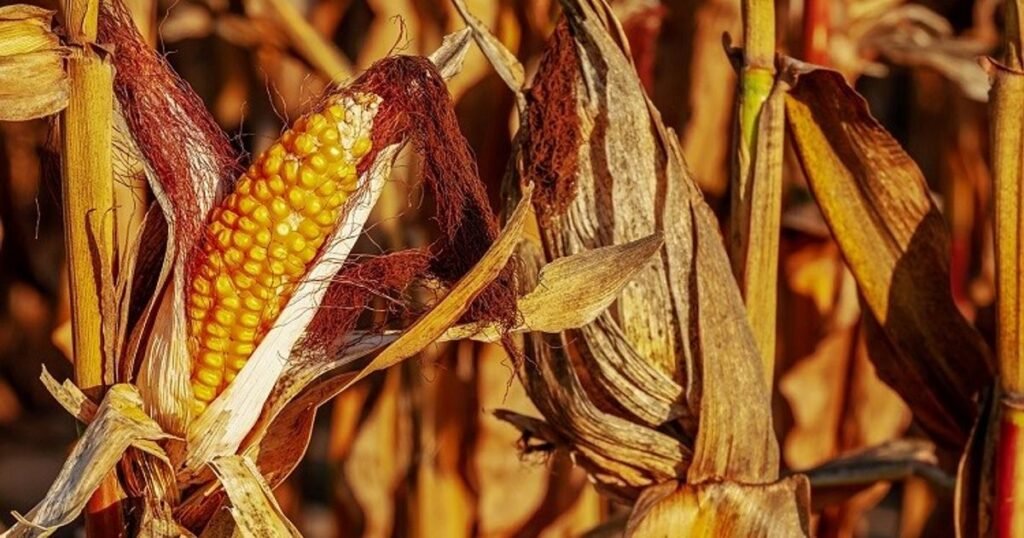 Засуха серьезно ударила по урожаю кукурузы в Болгарии