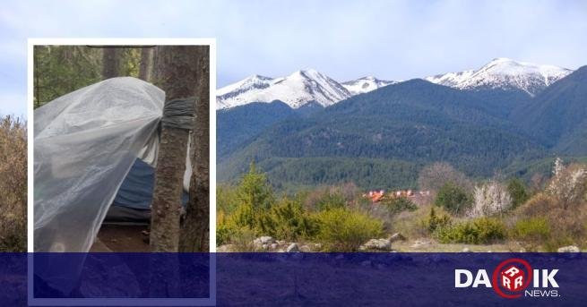 Национальный парк Пирин, где был найден Боян Иванов