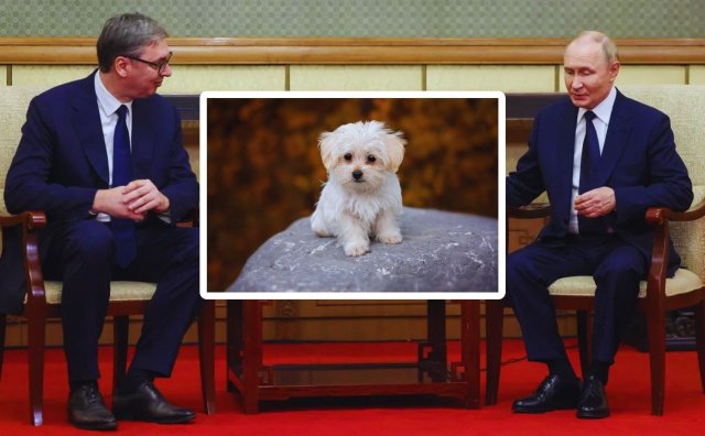 Фотомонтаж: президент Сербии Александар Вучич и президент России Владимир Путин с белой собакой между ними