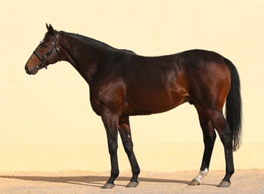 Чешская полиция закрыла дело о краже коня Кадырова — владелец сам его украл Английский чистокровный жеребец — скаковая лошадь породы, к которой принадлежит Zazou