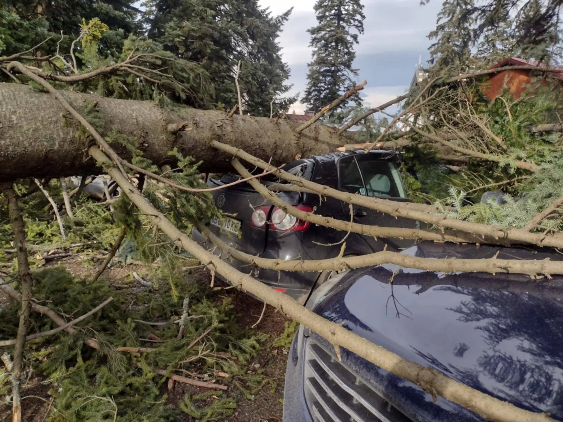 Сосна упала на автомобиль Volkswagen в Боровце
