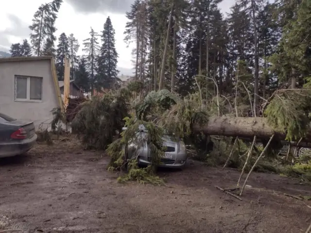 Поваленные деревья на парковке Боровца