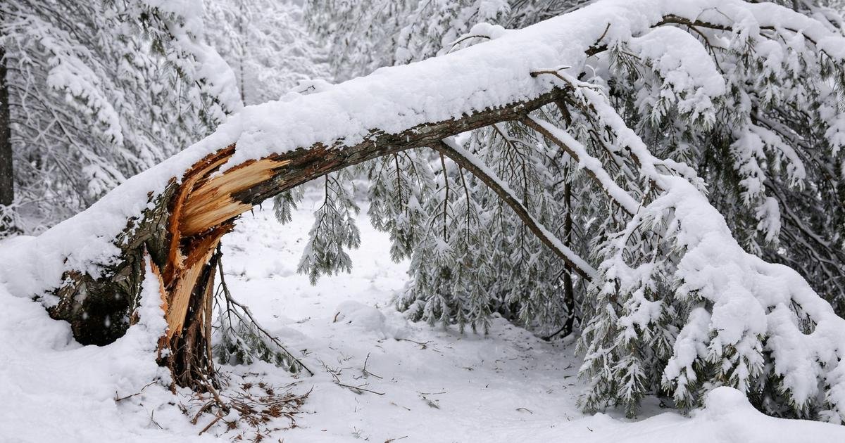 Дерево сломалось под тяжестью мокрого снега (снеголом) - иллюстрирует ущерб от шторма
