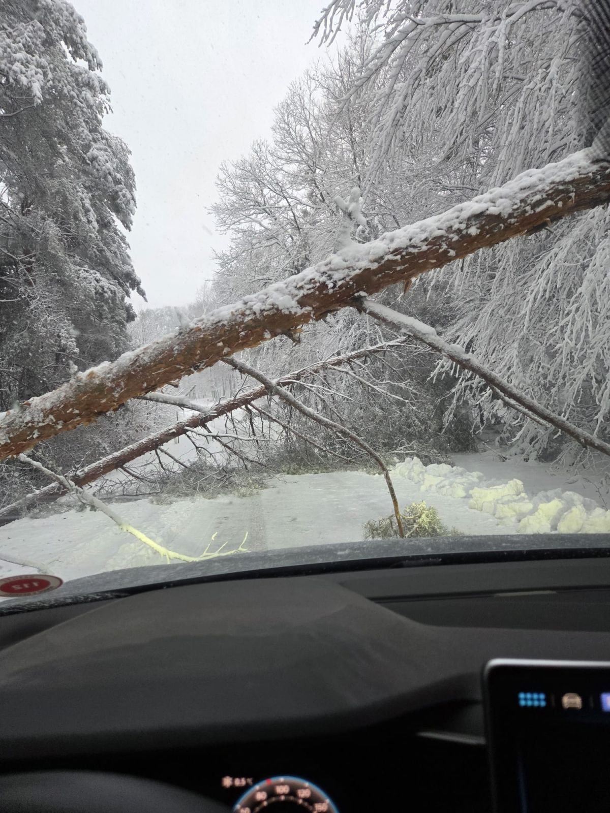 Вид водителя на дорогу, заблокированную упавшим деревом в регионе Горичко - показывает транспортные проблемы