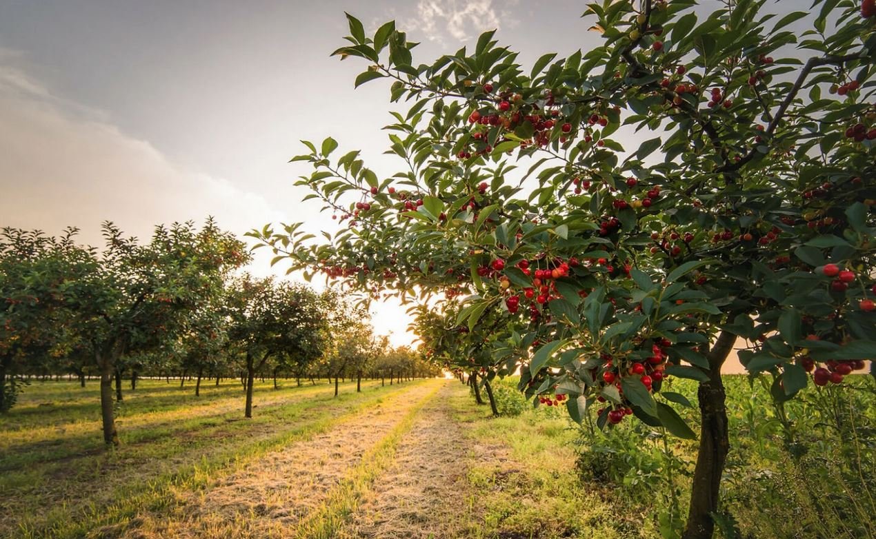 Вишнёвый сад на закате в Молдове, ряды фруктовых деревьев с созревшими ягодами