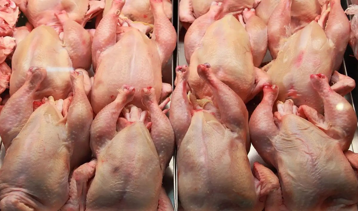 Whole raw chickens displayed on metal trays in market or processing facility