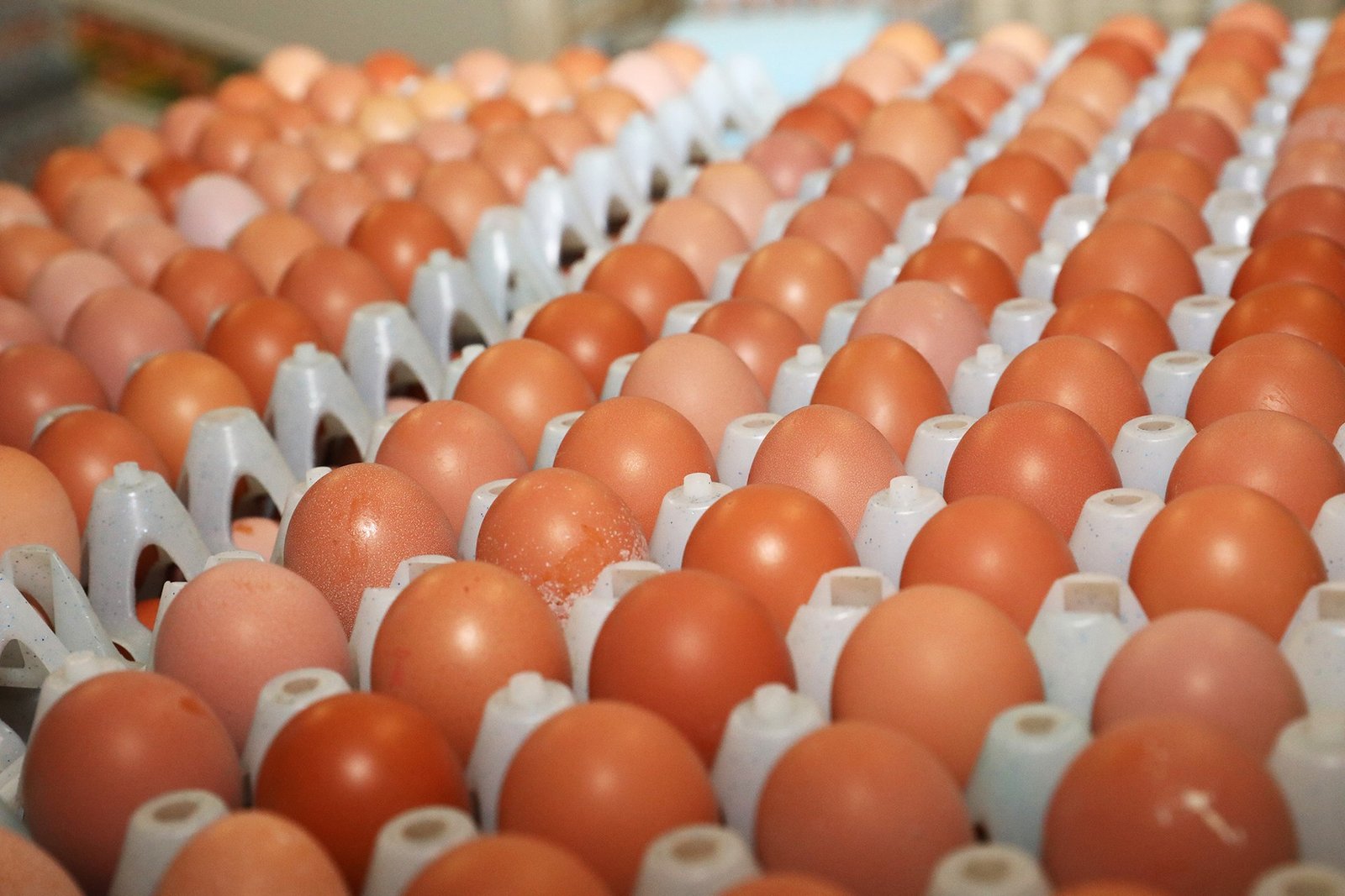 Rows of brown eggs in industrial plastic trays - poultry industry