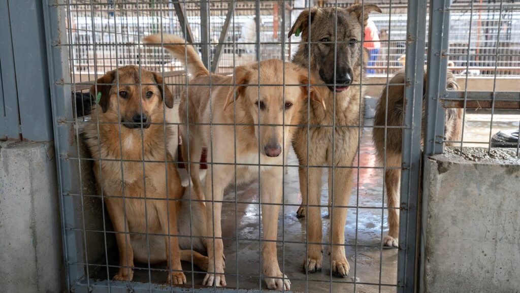 Собаки за решёткой в румынском приюте — несколько животных прижимаются друг к другу в тесном вольере