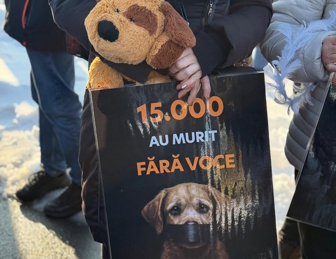 Участница протеста в Бухаресте держит плакат «15.000 AU MURIT FĂRĂ VOCE» и плюшевую собаку