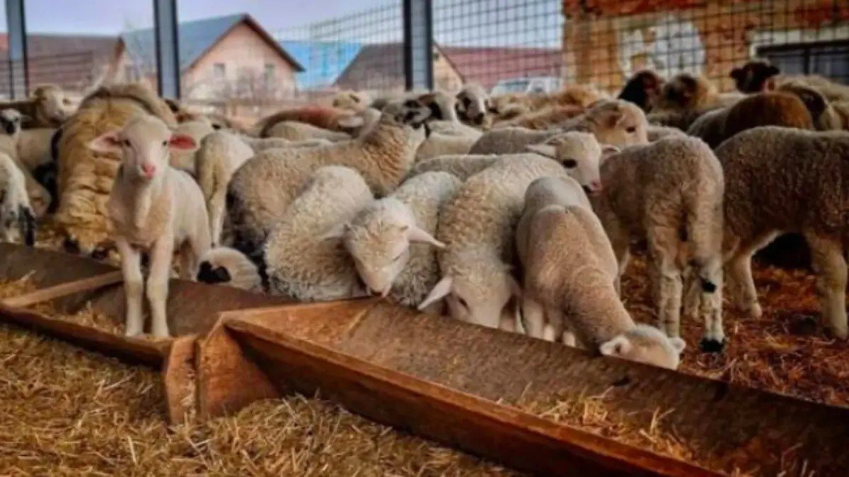 Овцы у кормушки в загоне на румынской ферме — животноводы требуют сохранить доступ к ветеринарной помощи