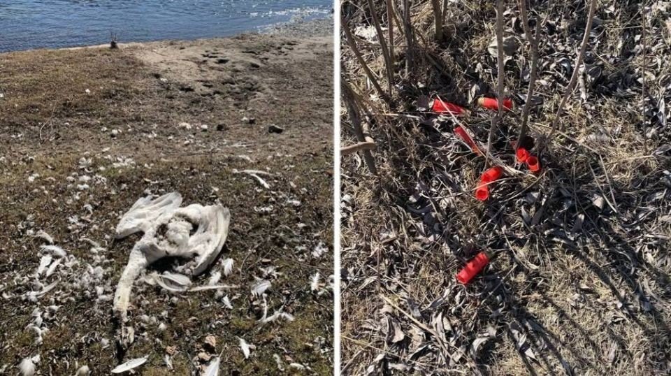 Мёртвый лебедь на берегу Днестра у села Слободзия-Душка и найденные рядом гильзы