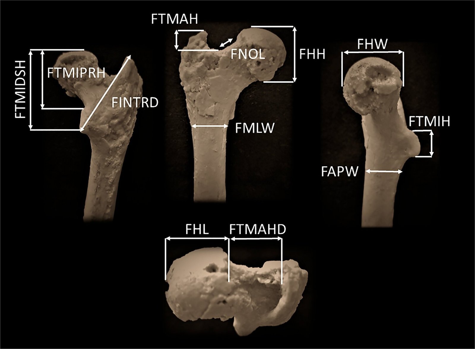 Ископаемая бедренная кость Graecopithecus freybergi, обнаруженная на палеонтологическом участке Азмака в южной Болгарии, с нанесёнными анатомическими метками