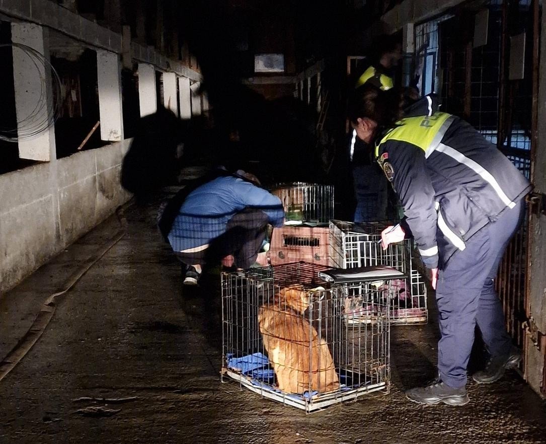 Волонтёры и спасатели эвакуируют собак из приюта Сурая ночью — животных размещают в переносных клетках