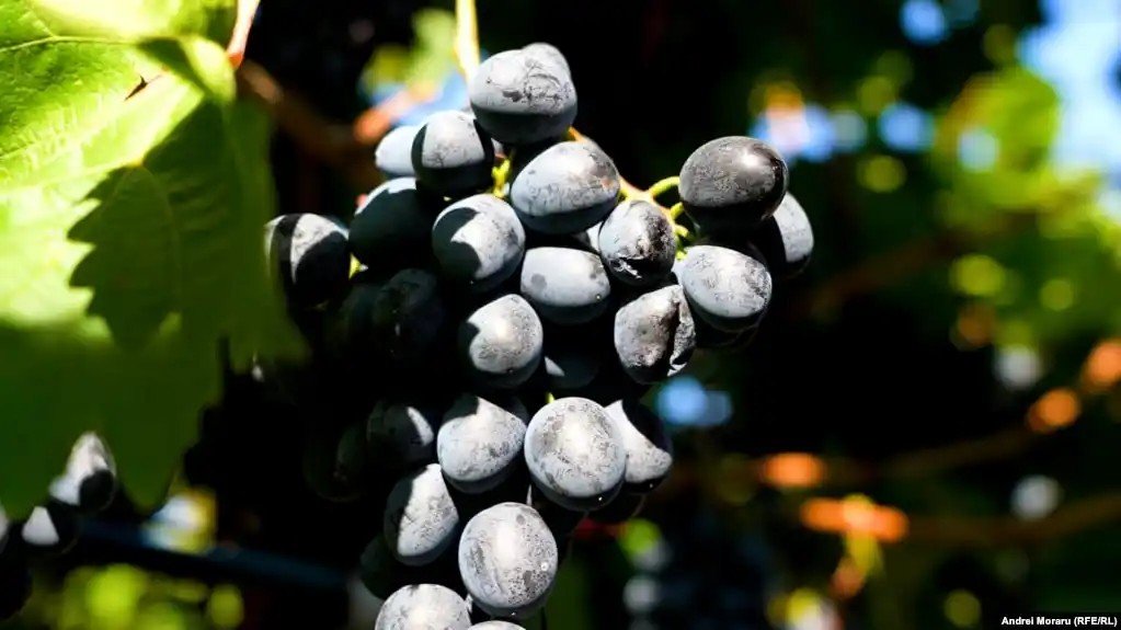Спелый виноград на лозе — символ молдавской винной индустрии и виноделия. Фото: Mezha Media