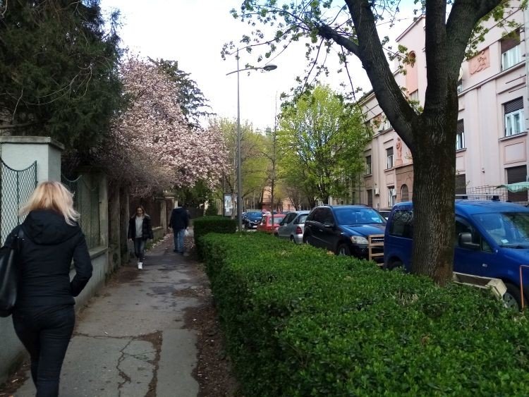 Весенняя аллея на улице Мирослава Антича в Нови-Саде — улица входит в обновлённый список зон предварительной охраны культурного наследия