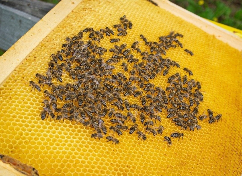 Пчёлы на рамке с сотами — процесс производства натурального мёда на сербской пасеке