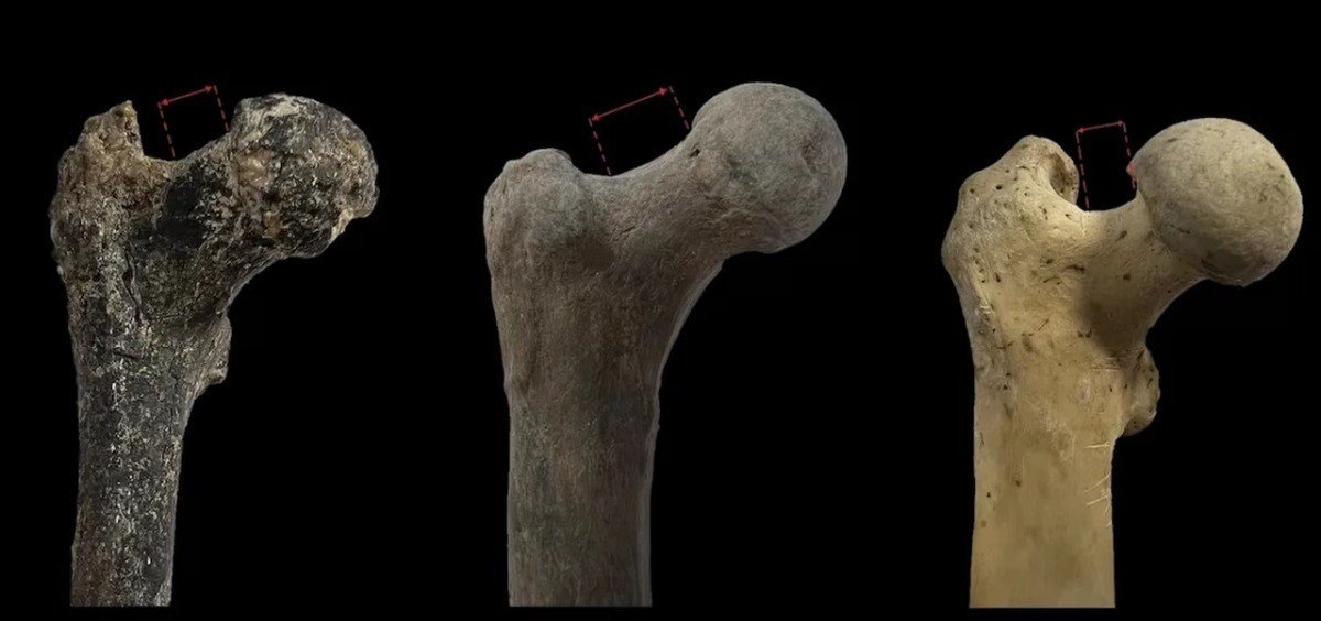 Сравнение проксимальных отделов бедренных костей: (a) ископаемый Graecopithecus freybergi, (b) шимпанзе, (c) современный человек — красными пунктирами выделена ямка головки бедренной кости