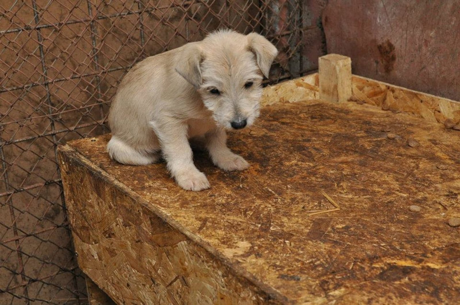 Маленький белый щенок сидит в одиночестве на деревянной платформе в вольере румынского приюта