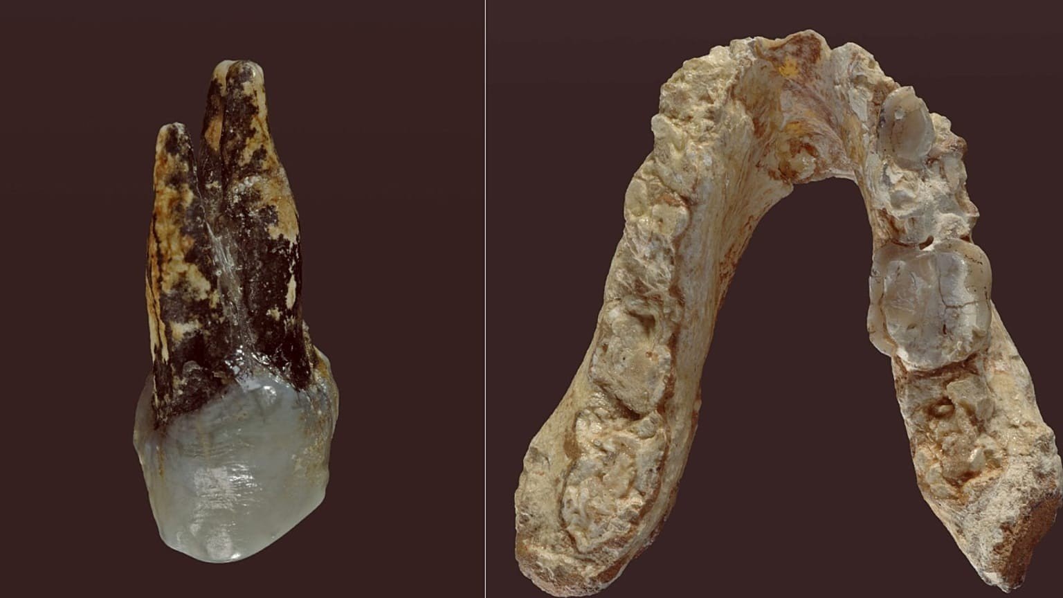 Ранее обнаруженные окаменелости Graecopithecus freybergi — премоляр (слева) и нижняя челюсть (справа), найденные в Болгарии и Греции