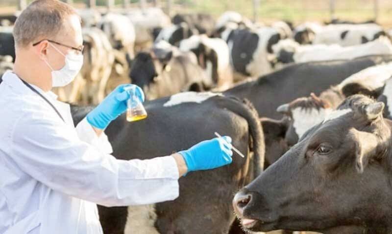 Ветеринар в маске осматривает крупный рогатый скот — врачи предупреждают о рисках отмены обязательной вакцинации от сибирской язвы