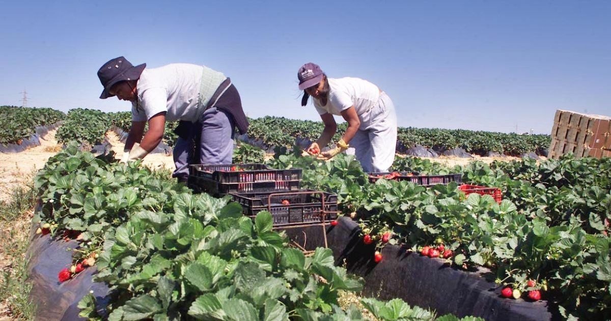 Сезонные работники собирают клубнику на ферме — типичное занятие румынских мигрантов в Западной Европе