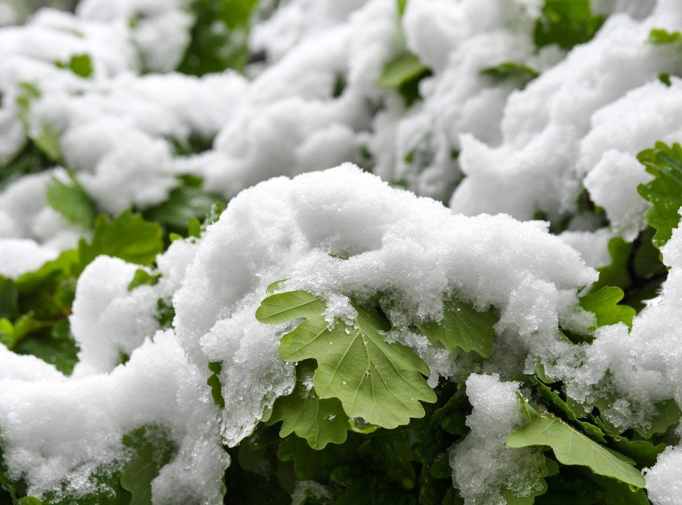 Снег на зелёных дубовых листьях — весеннее похолодание застало растительность врасплох