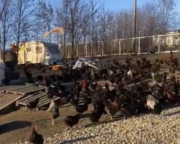 Куры свободного выгула на ферме семьи Балтаг — десятки птиц гуляют на открытой площадке рядом с хозяйственными постройками