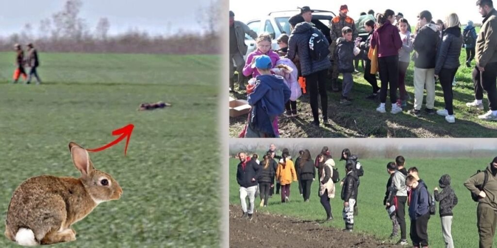 Школьники в Сербии вышли считать зайцев вместо уроков Коллаж из трёх фотографий: школьники на поле, заяц крупным планом и группа участников подсчёта зайцев под Кикиндой
