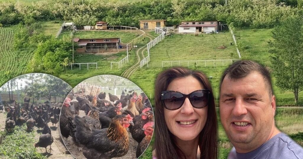 Семья из Румынии открыла экоферму кур по французской модели Семья Балтаг на фоне своей экофермы свободного выгула под Яссами: общий вид хозяйства с курами и зелёными лугами