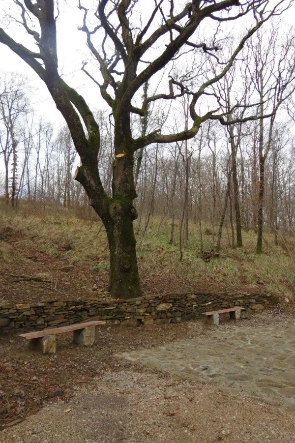 Раскидистое дерево со скамейками и каменной оградой на территории парка Бека — место отдыха для посетителей