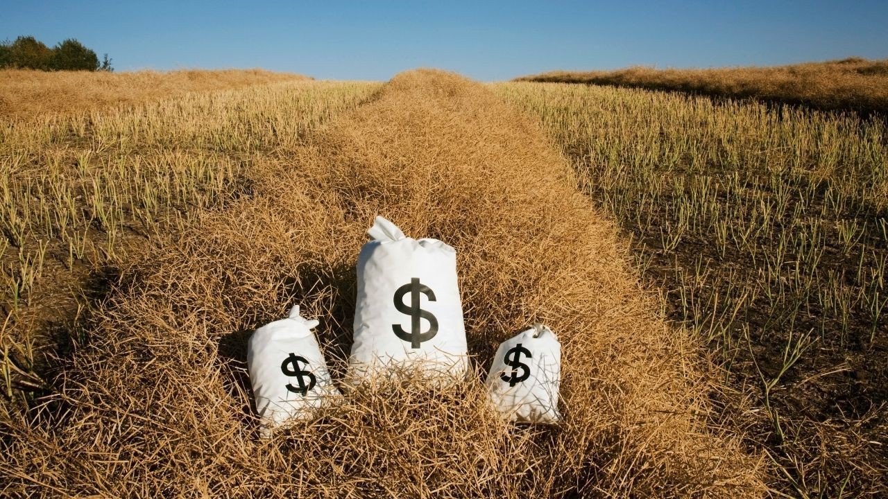 Мешки с деньгами на зерновом поле