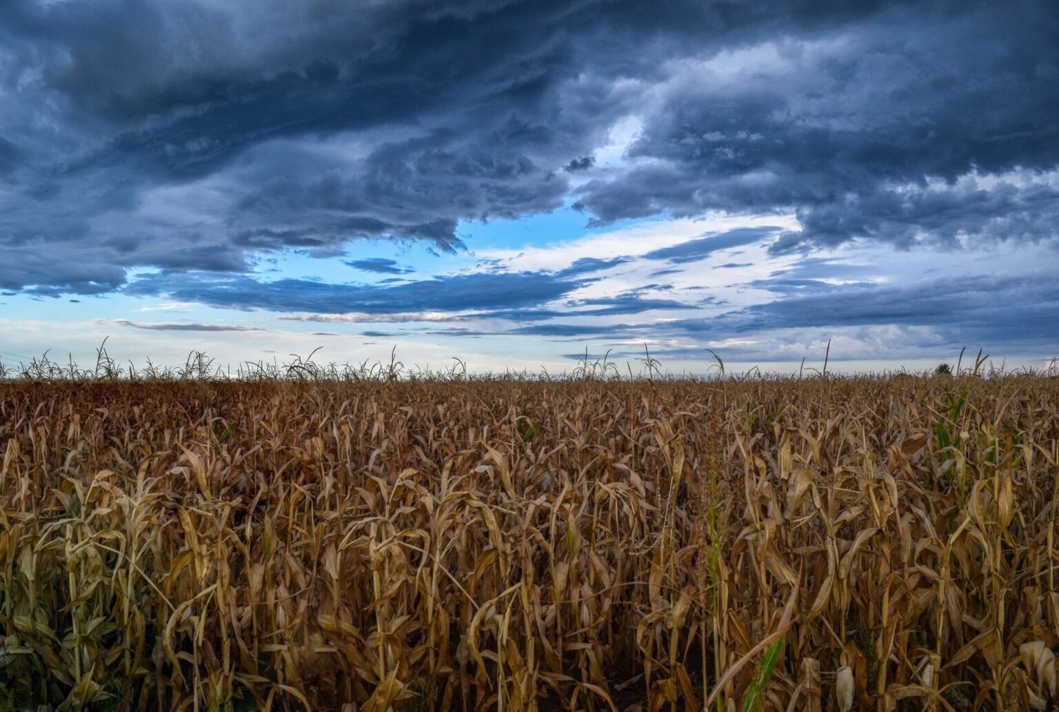 Златия: почему почвы северо-запада Болгарии считают уникальными Кукурузное поле в регионе Златия под грозовым небом — типичный пейзаж плодородной северо-западной Болгарии