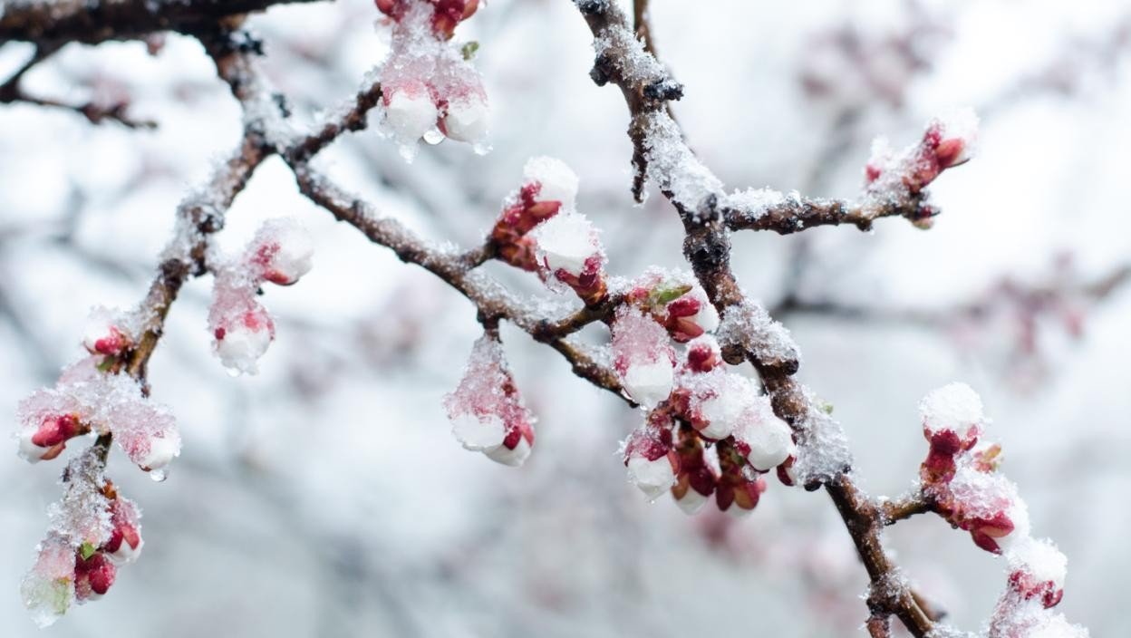 Заиндевевшие бутоны на ветке дерева, покрытые снегом и ледяной коркой — последствия резкого похолодания весной