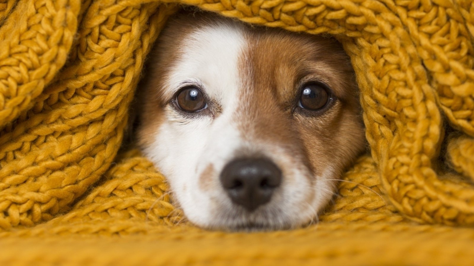 Собака выглядывает из-под тёплого жёлтого вязаного пледа, прячась от холода