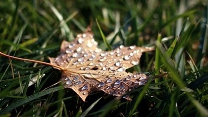 Опавший лист с каплями дождя на зелёной траве