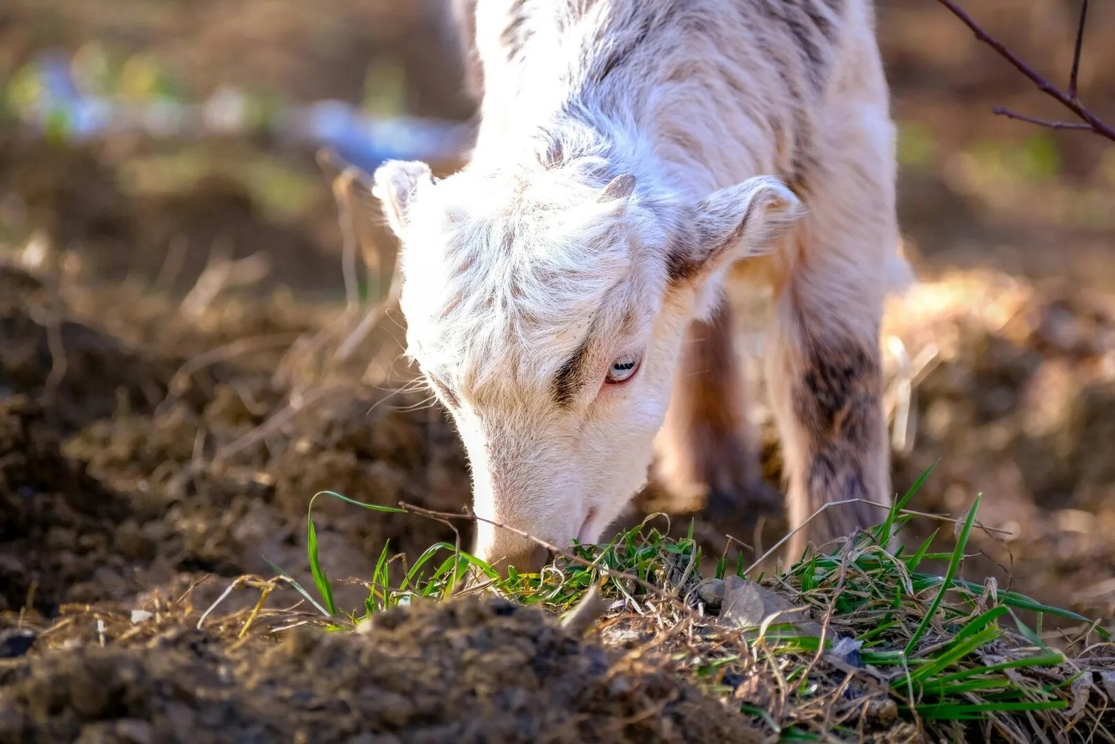 Молодой ягнёнок пасётся на свежей траве на залитом солнцем пастбище