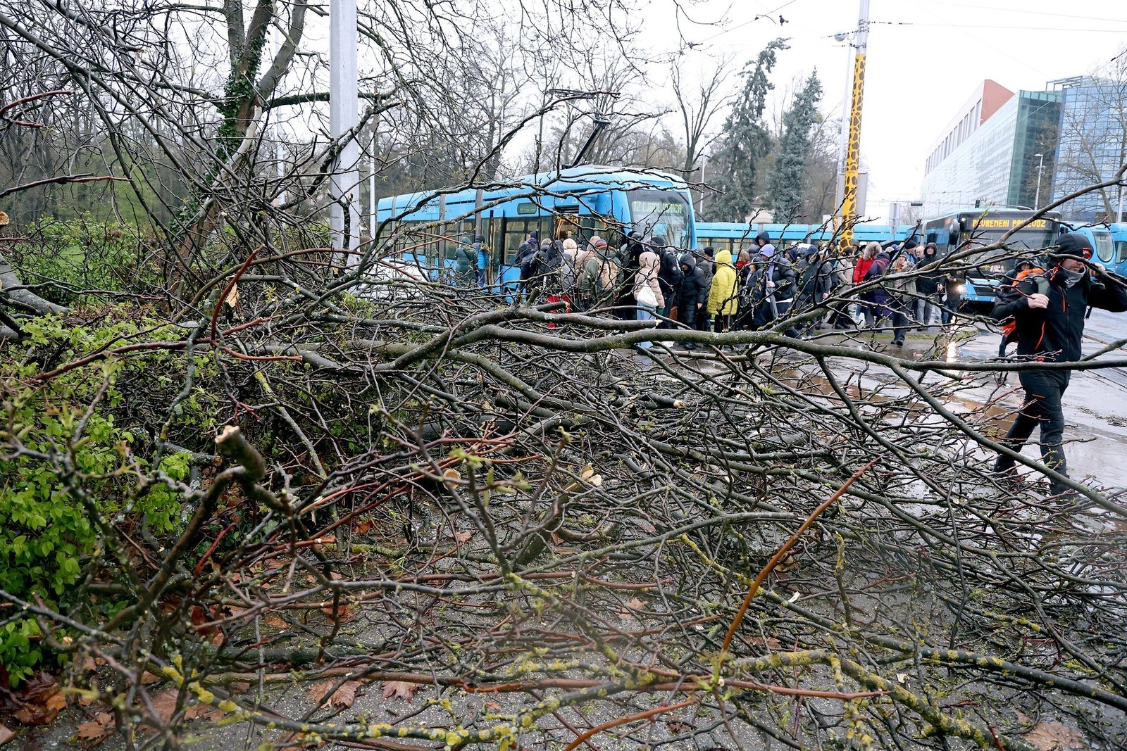 Жители Загреба у поваленного ураганом дерева, перегородившего трамвайные пути и дорогу