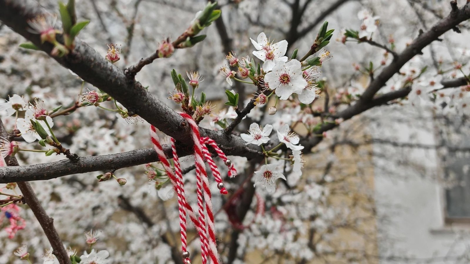 Ветка цветущей вишни с мартеницей на фоне пасмурного весеннего неба