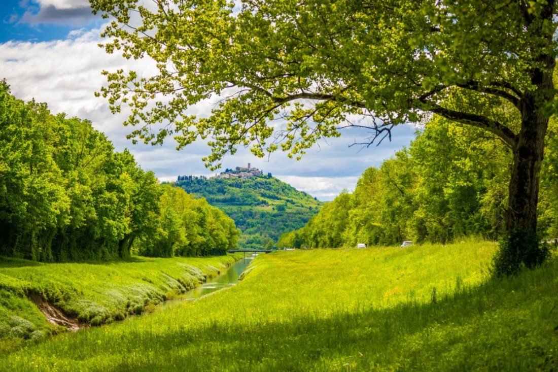 Вид на долину Мотовунского леса с вековым дубом на переднем плане и средневековым городом Мотовун на холме