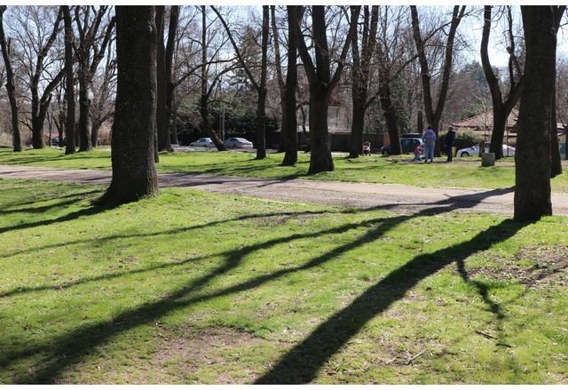 Весенний парк с голыми деревьями и зелёной лужайкой в солнечный день, люди гуляют по аллеям