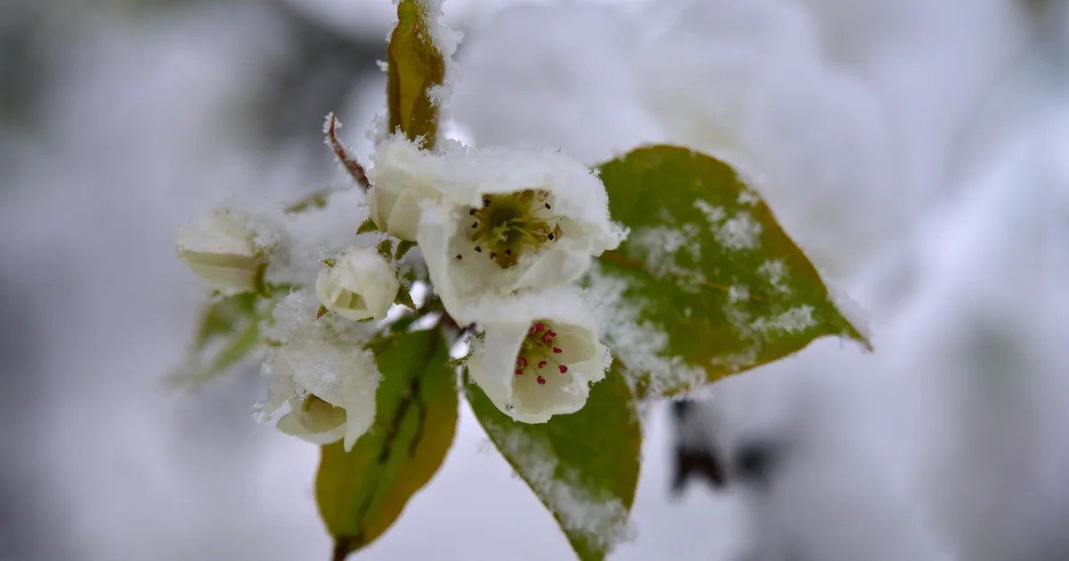 Весенние цветы, покрытые свежим снегом — резкий возврат зимы застал природу Словении врасплох