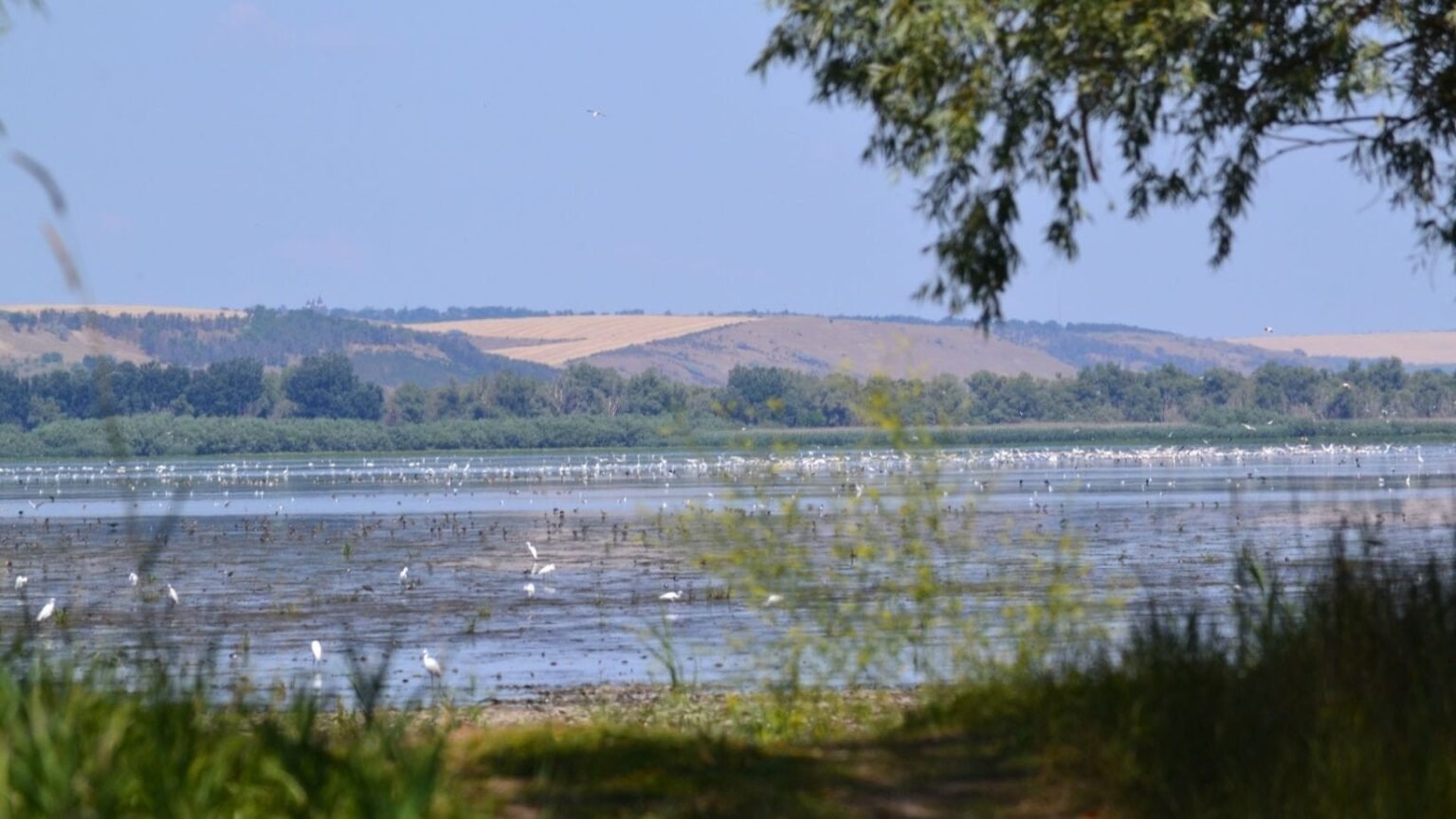 Молдова восстановит водно-болотные угодья Днестра за $7,9 млн Водно-болотные угодья в бассейне Днестра с многочисленными птицами на мелководье — экосистема, которую планируют восстановить в рамках проекта RE-MAP