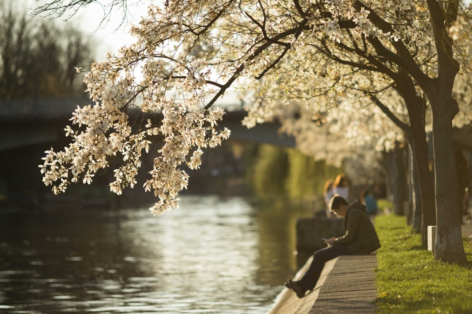 Цветущие деревья на берегу реки в лучах весеннего солнца — типичная весенняя погода в Румынии