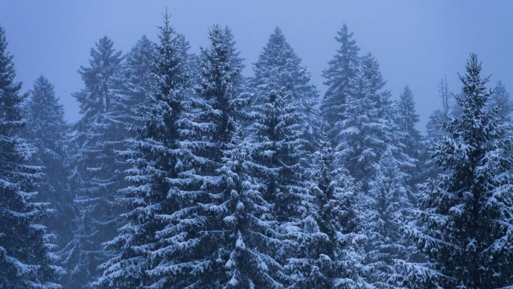 Заснеженные ели в Карпатах — возвращение зимней погоды в горные районы Румынии