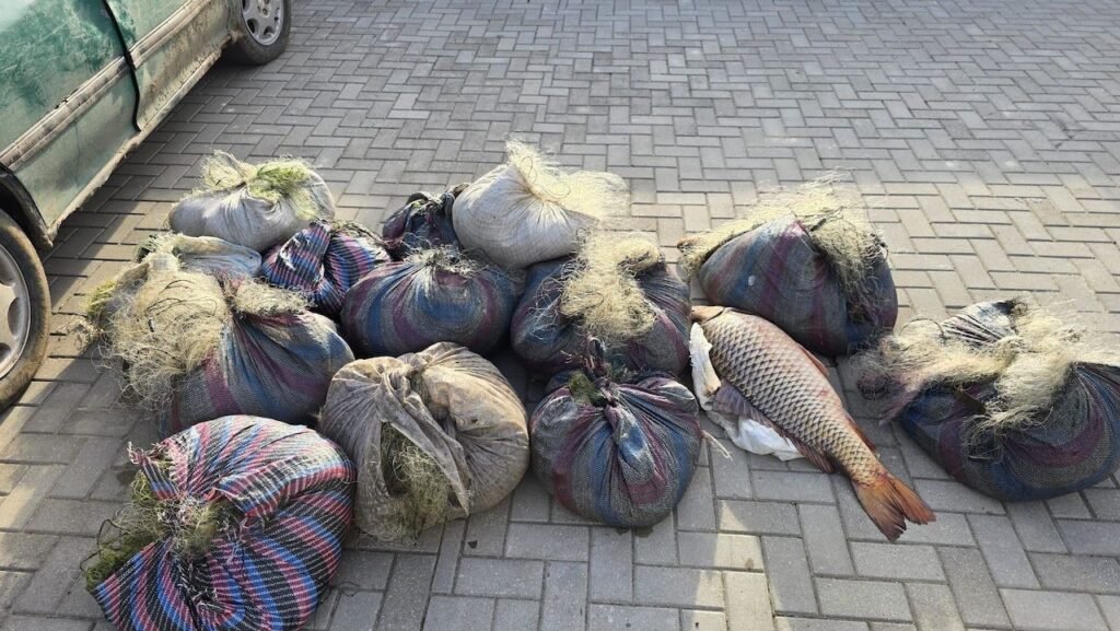 Конфискованные мешки с рыбой и браконьерские сети, изъятые на озере Белеу в ходе полицейской операции