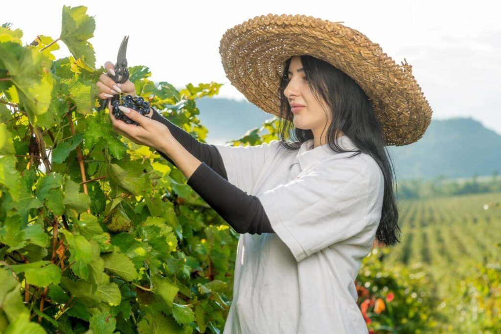Молодая женщина с секатором собирает чёрный виноград на винограднике винодельни SHUMI в Кахетии