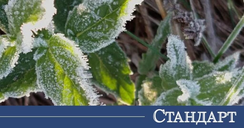 Иней и изморозь покрыли зелёные листья после ночного заморозка — по данным НИМХ, в семи областях Болгарии 23 апреля объявлен жёлтый код из-за опасного падения температур