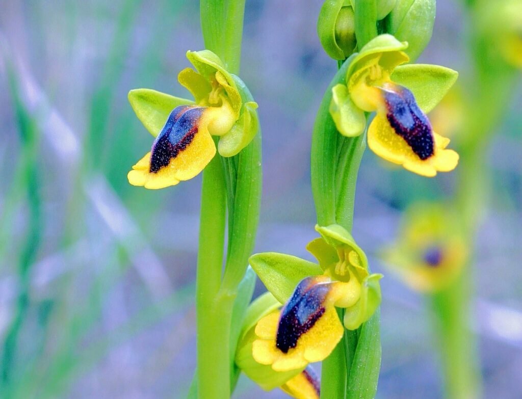 Крупный план цветков дикой орхидеи Ophrys lutea с ярко-жёлтыми лепестками и тёмной бархатистой губой, произрастающей на горе Имиттос