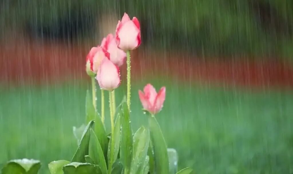 Розовые тюльпаны цветут под весенним дождём, капли воды падают на лепестки на фоне зелёного сада